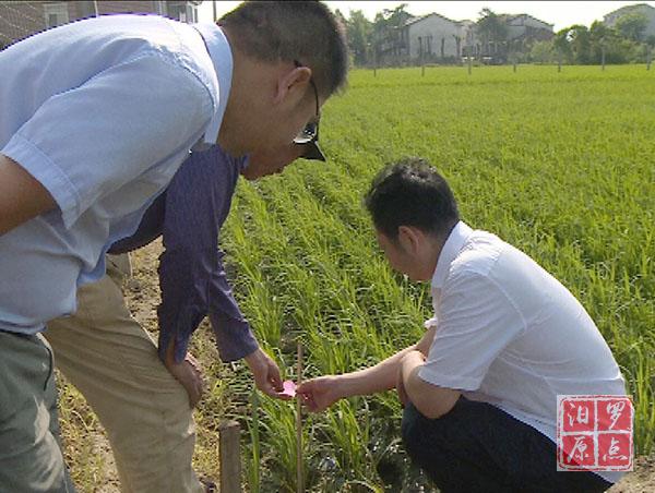 201805161526458860606039778_Watermarking.jpg 1.jpg