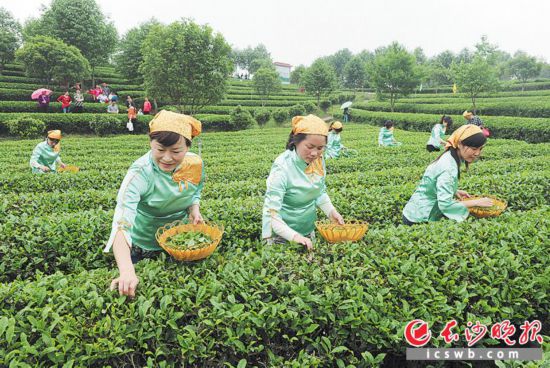 　　美丽乡村建设示范片区长沙县金井镇的茶园里，市民和游客跟随茶艺师采摘茶叶。   　　均为长沙晚报全媒体记者 邹麟 摄  