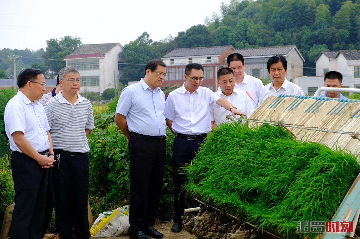 欧阳煌来汨调研侧深施肥技术推广工作