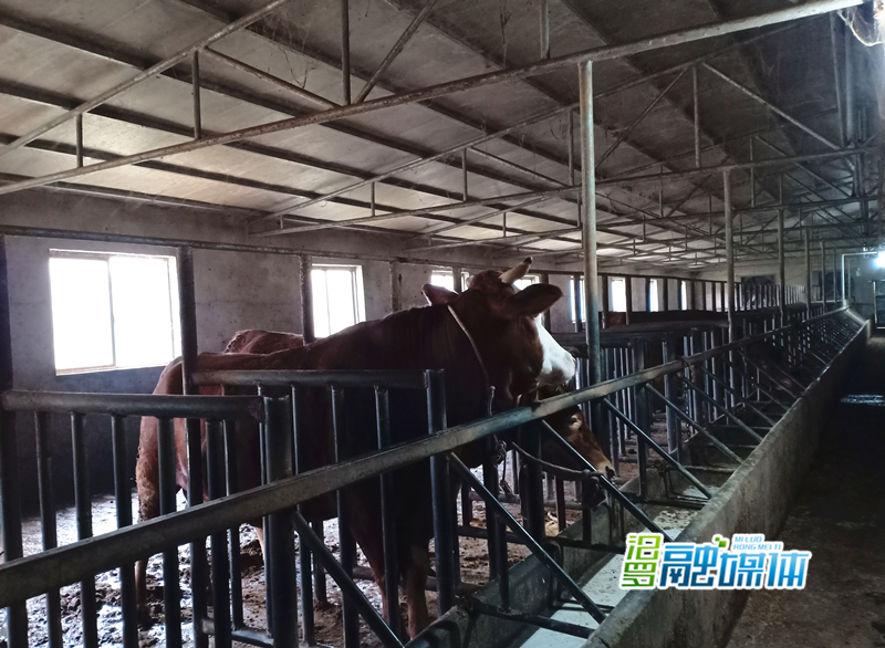 王文兵养的牛_副本.jpg 王文兵养的牛_副本.jpg