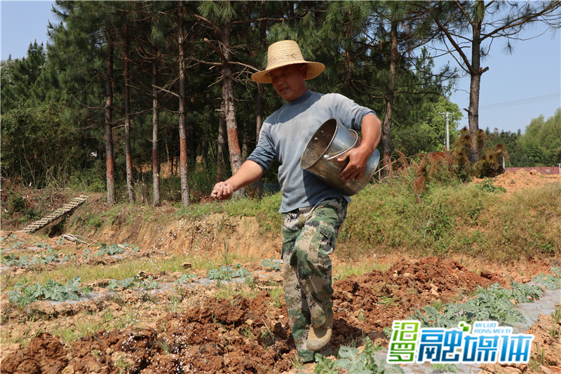瓜农正在追肥_副本.jpg