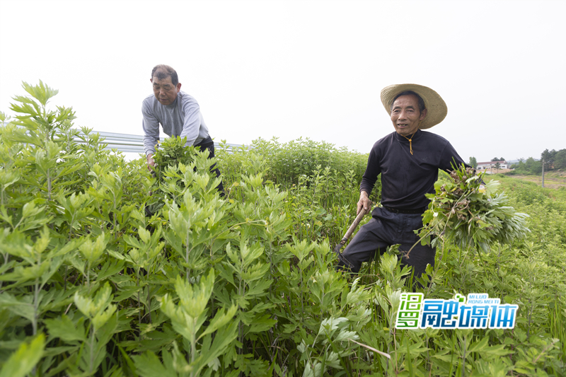 2 采收新鲜艾草_副本.jpg