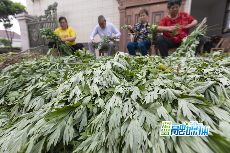 5 收购点，村民集中对艾草叶梗分离_副本.jpg