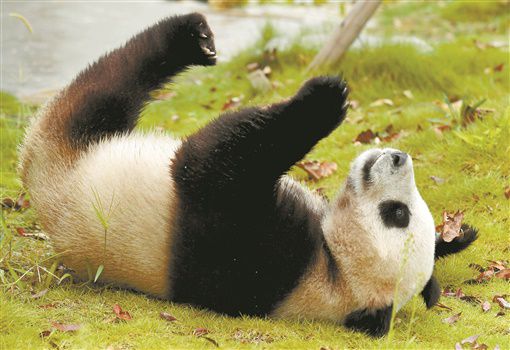 凤凰县:三只大熊猫同一天过生日