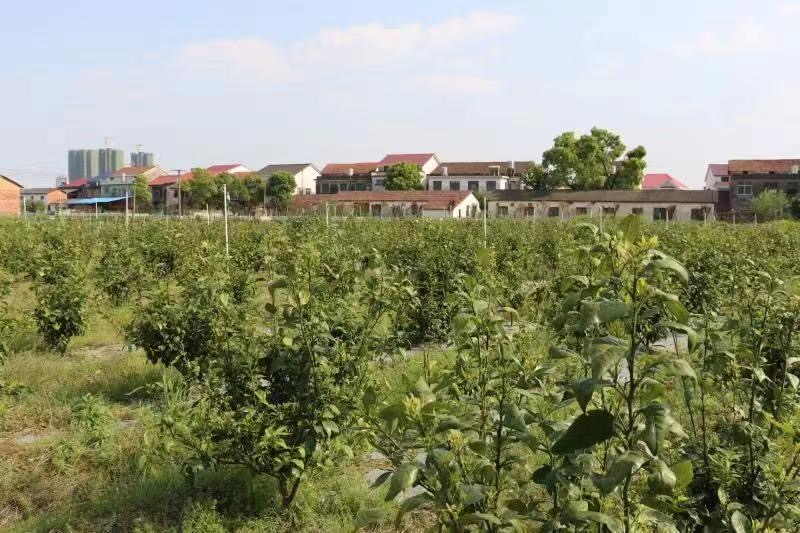 ����ɽ���ٳ�����ֲ���ء���λ��ͼ