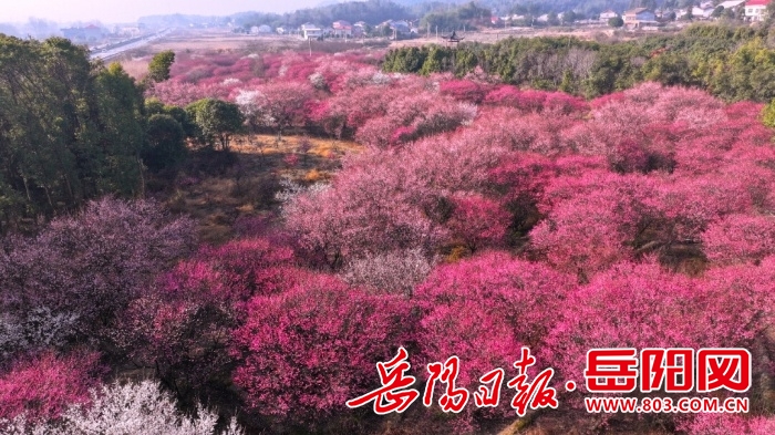 1106535575089178.jpg